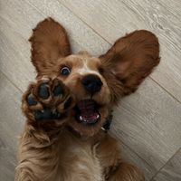 lifeofwonkathecoc