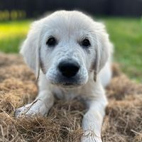 the_goldie_henry