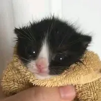 original sound - kitten_meow_meme