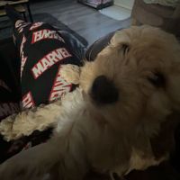 lillimae56