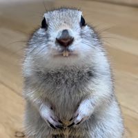 kokothesquirrel