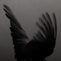 thedancingblackswan