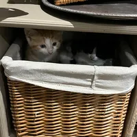 original sound - charlottetann