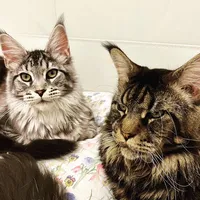 original sound - felixleilathemaine