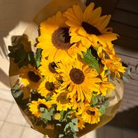 girasole880