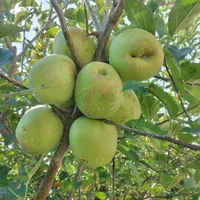 original sound - abderahimhamidi18