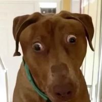lazyeyedog