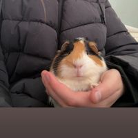 coco.und.pico