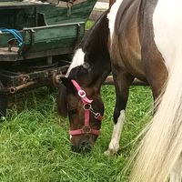 horse.anna