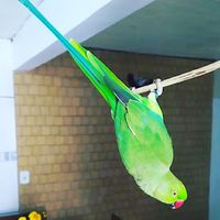 world.of.parrots8