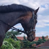 _flying.horses