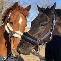 lv.showjumping