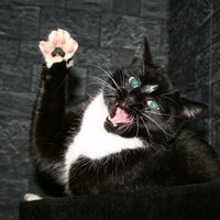 daily_dose_of_cat_