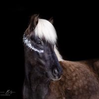 springpony.thor