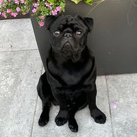 basky_the_pug
