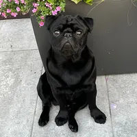 original sound - basky_the_pug