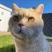 catkaiuwe