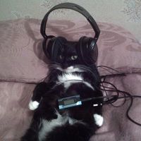 stingslikeakiller