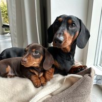texas_little_legs