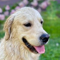 atlas_legoldenfrenchie