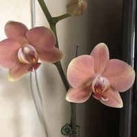 crystalca4tle