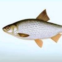 alkuperäinen ääni