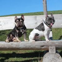 maja..mojo