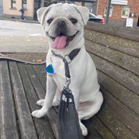 bounty.pug