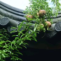 nhạc nền - bacthaydienanh