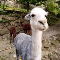 you were my brother anakin