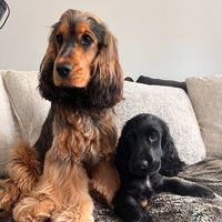 thecockerspanielboys