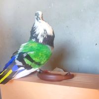 antonio_florentino_1979