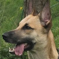 malinois.bremen.lulu