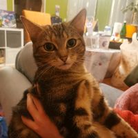 оригинальный звук - dapotomuchto