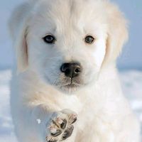 nhạc nền - CUTE.DOGS