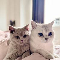 gabithecattto