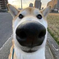 opticalbuys
