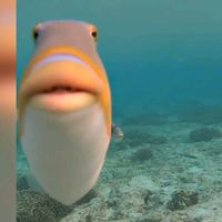 fish.of.the.week29