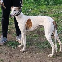 galgos.2024