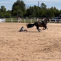 ponny123horses