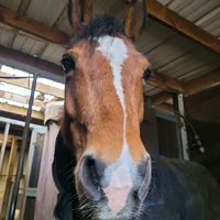 sofia_equitation