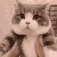 original sound - fakedreex