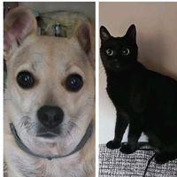 mdog_cat