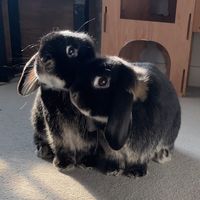 lunaandlyra