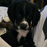 bradyboypup