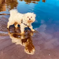 original sound - cocolabichon