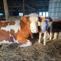 agro443