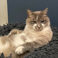 ouistiti_cat