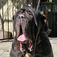 lagrandeombramastino