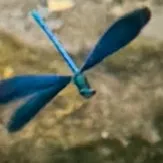 original sound - gutylyy